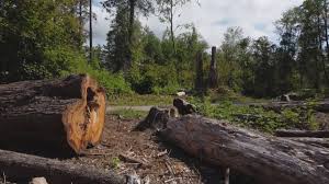 How Our Tree Care Process Works  in  Ingalls Park, IL